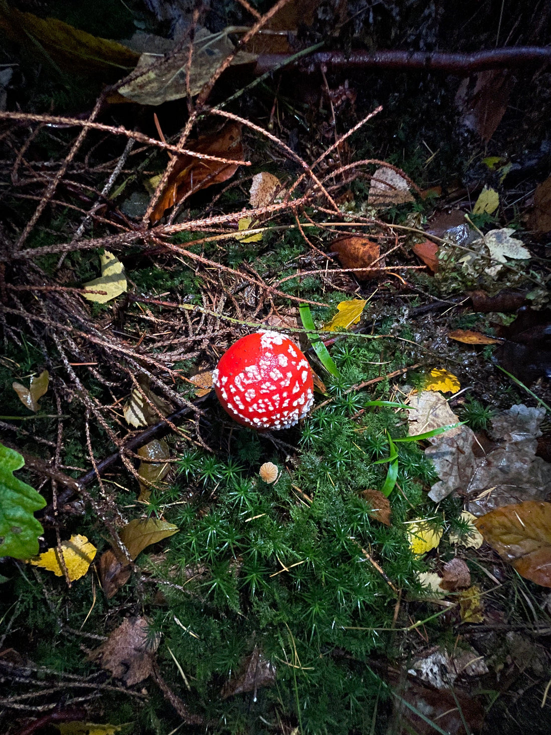 Fliegenpilz - Wissenswertes