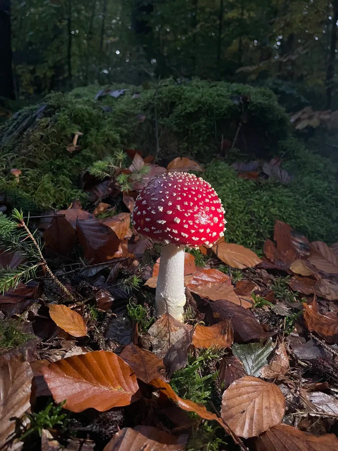 Ist der Fliegenpilz giftig?